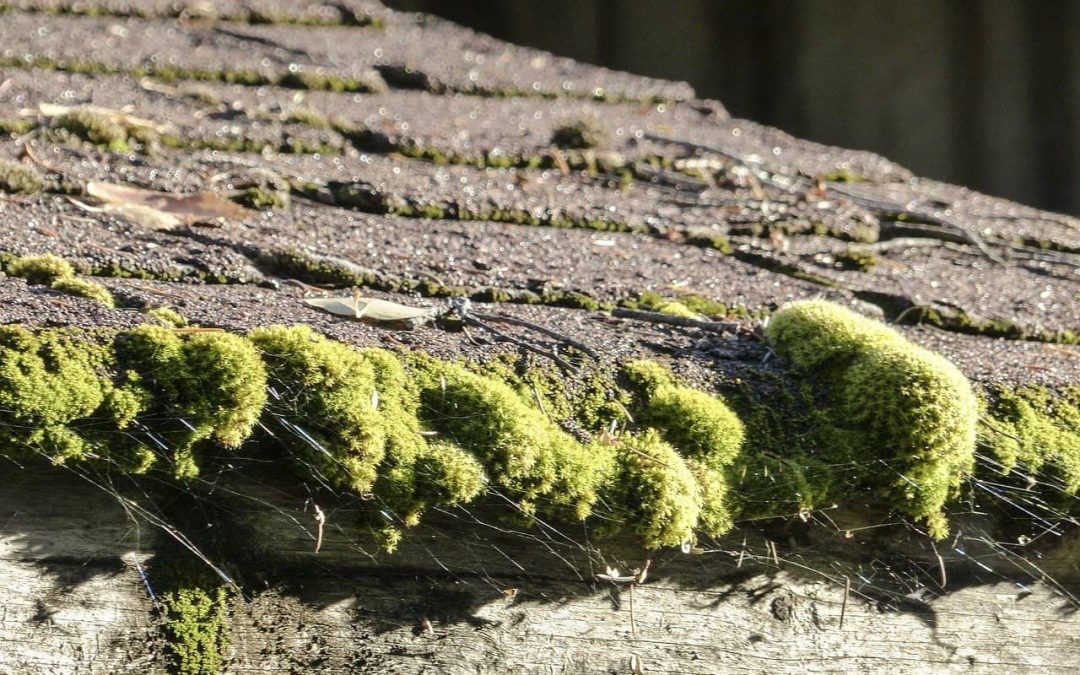 Quand faut-il changer les bardeaux de votre toiture?
