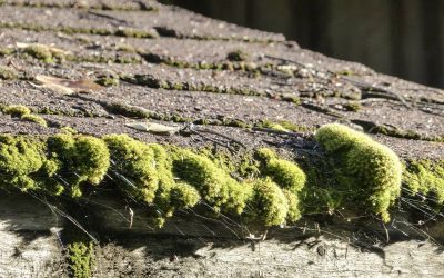 Quand faut-il changer les bardeaux de votre toiture?